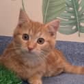 Photo of Bambino 