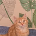 Photo of Bambino 