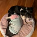 Photo of Winston 8mos Jack Russell Terrier X(trial3/9/23)