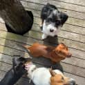 Photo of Winston 8mos Jack Russell Terrier X(trial3/9/23)