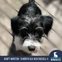 Photo of Winston 8mos Jack Russell Terrier X(trial3/9/23)