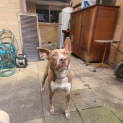 Photo of Wisper