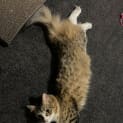 Photo of Rosie