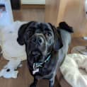 Photo of Lillie