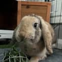 Photo of Goldilocks