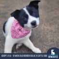 Photo of Lyla   10 Week Old Border Collie X (Trial)