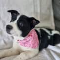 Photo of Lyla   10 Week Old Border Collie X (Trial)