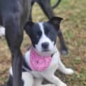 Photo of Lyla   10 Week Old Border Collie X (Trial)