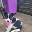 Photo of Lyla   10 Week Old Border Collie X (Trial)