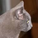 Photo of Duke