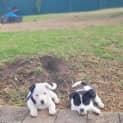 Photo of Harper 10 Week Old Border Collie X (Trial)