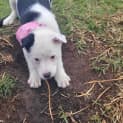Photo of Harper 10 Week Old Border Collie X (Trial)