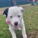 Photo of Harper 10 Week Old Border Collie X (Trial)