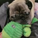 Photo of Eddie The Pug 💚