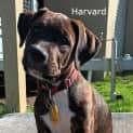 Photo of Ivy League Pups
