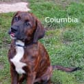 Photo of Ivy League Pups
