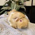 Photo of Annabel
