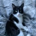 Photo of Apollo