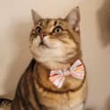 Photo of Holly