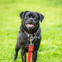 Photo of Pugsley
