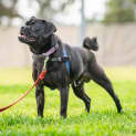 Photo of Pugsley