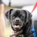Photo of Pugsley