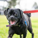 Photo of Pugsley