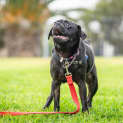 Photo of Pugsley