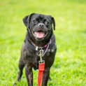 Photo of Pugsley