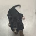 Photo of Louie