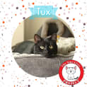 Photo of Tux *9 Lives Project Rescue*
