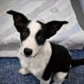 Photo of Gypsy