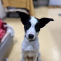 Photo of Gypsy