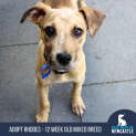 Photo of Rhodes   12 Week Old Mixed Breed (Trial 28/8/23)