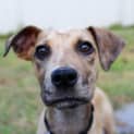 Photo of Rhodes   12 Week Old Mixed Breed (Trial 28/8/23)