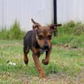Photo of Ripley   12 Week Old Mixed Breed (Trial 1/9/23)
