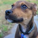 Photo of Ripley   12 Week Old Mixed Breed (Trial 1/9/23)