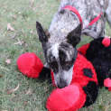Photo of Banjo