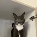 Photo of Gracie