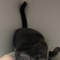 Photo of Gracie
