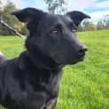 Photo of Millie