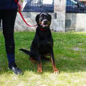 Photo of Ollie