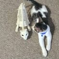 Photo of Jax