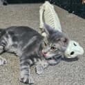 Photo of Remmie