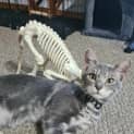 Photo of Remmie