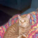 Photo of Goldie