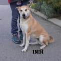 Photo of Indi