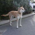 Photo of Indi