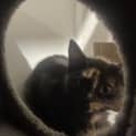 Photo of Mocha