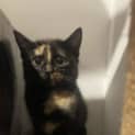 Photo of Mocha